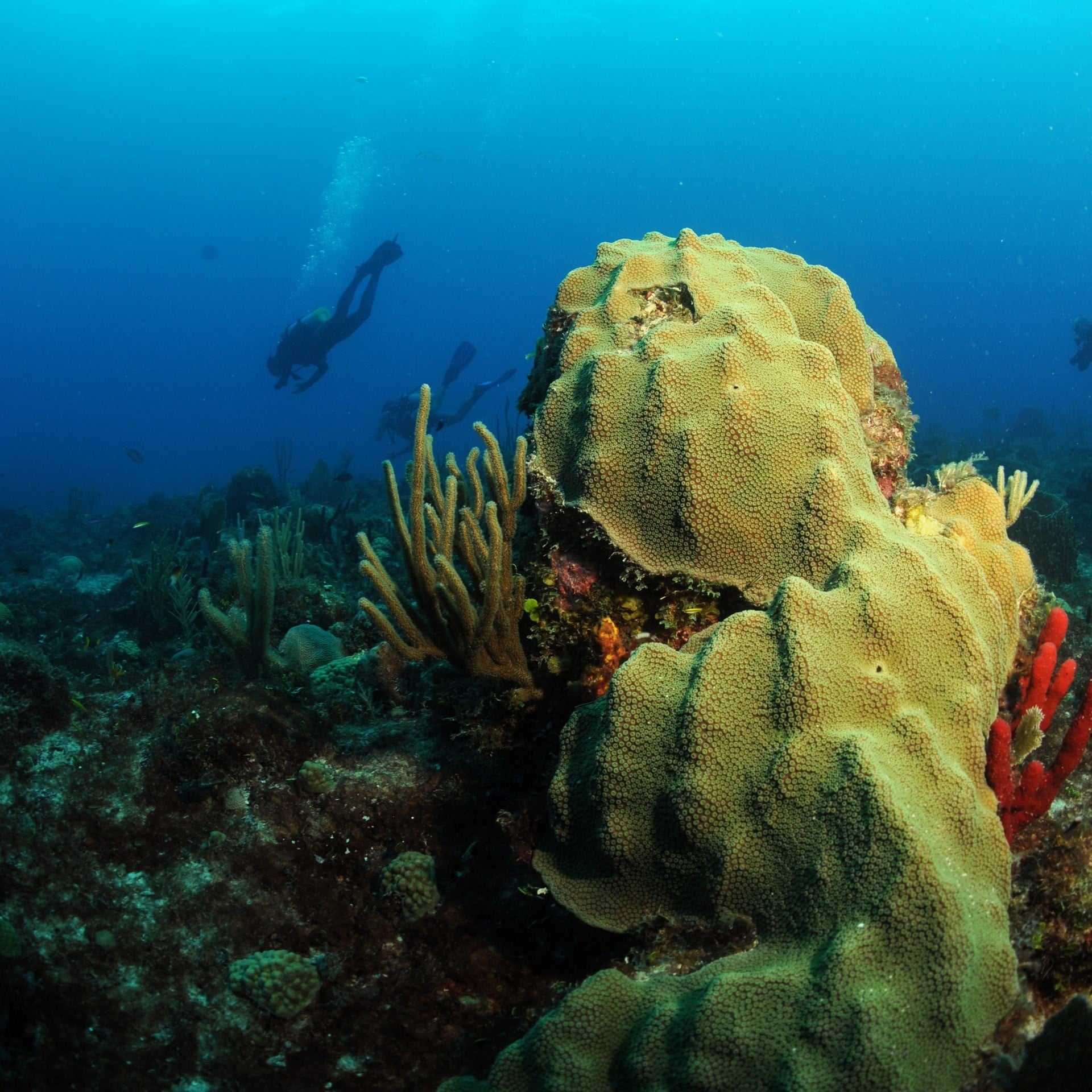 Diving Tour - Discover Scuba Diving