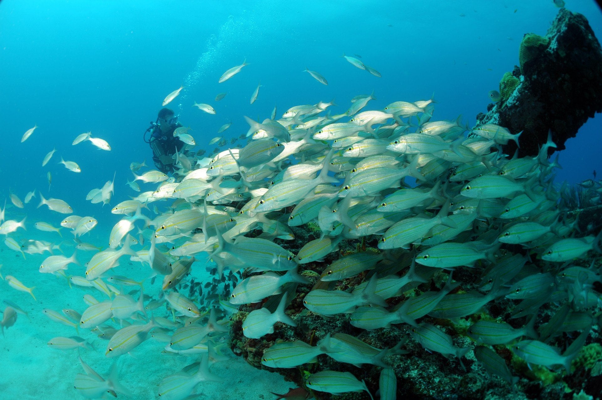 Diving Tour - Scuba Single Tank Dive