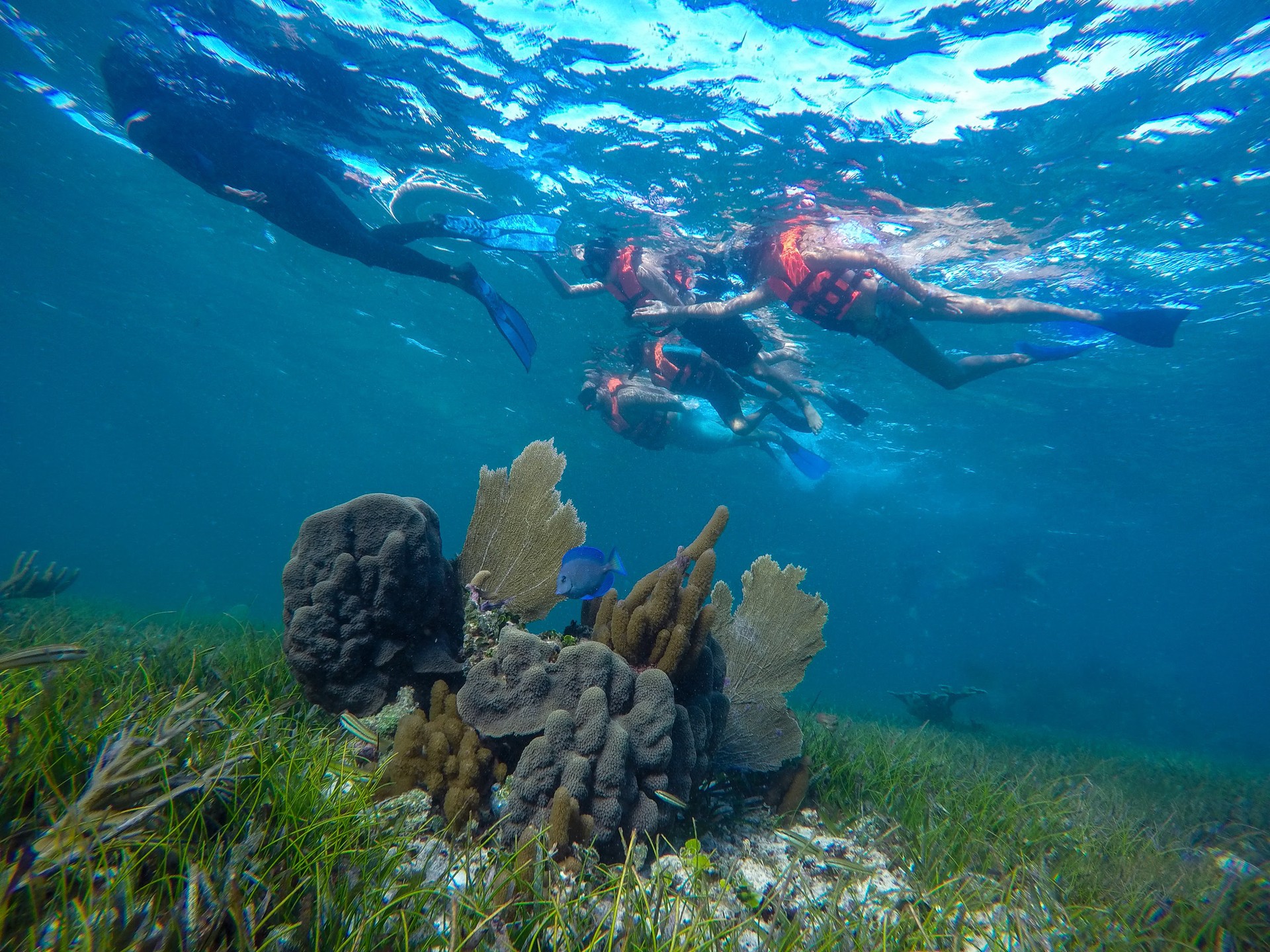 Puerto Morelos Pivate Snorkeling Tour