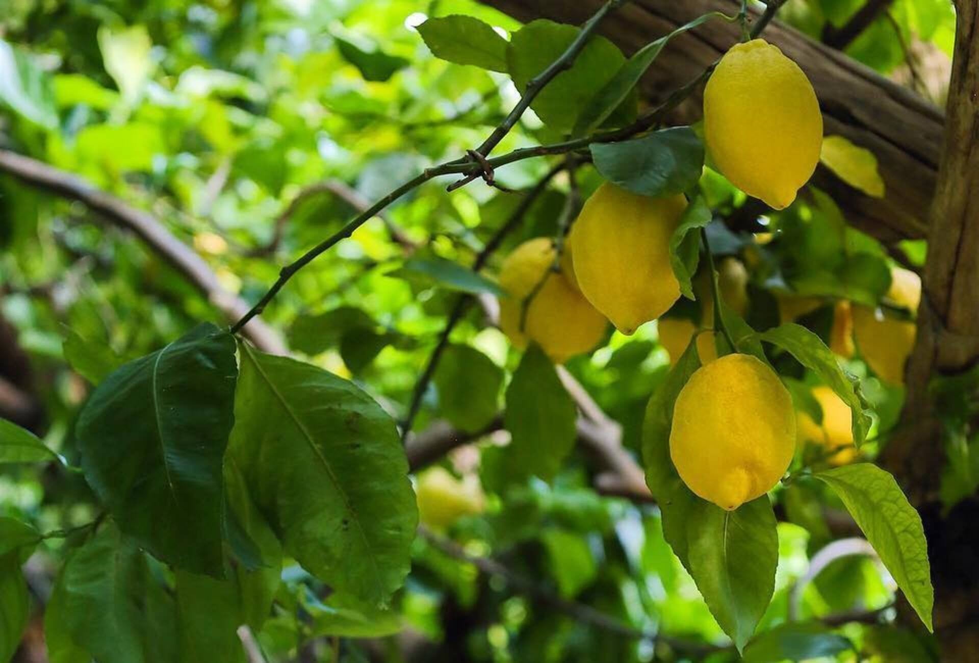 Amalfi Lemon Tour - Group