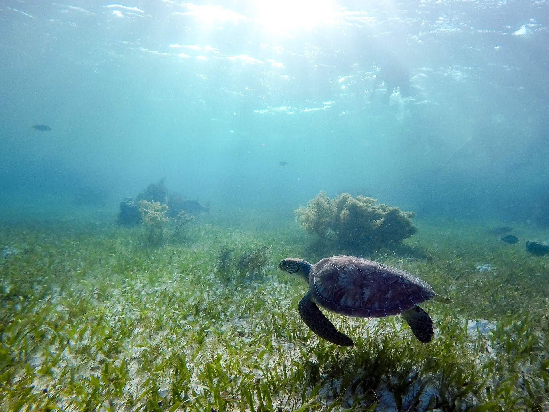 Turtle Bay and Underground River Snorkeling Private Tour
