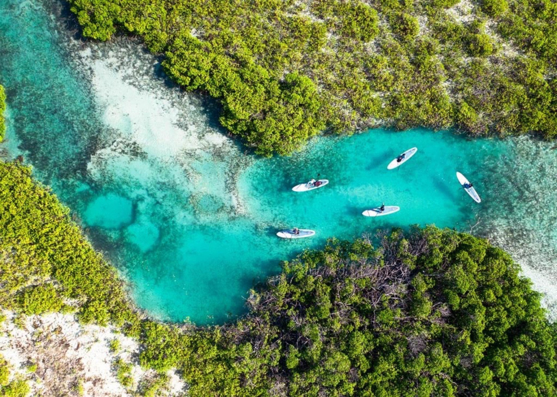 Mangrove Paddleboard Eco Tour - Explore the Mangrove Islands