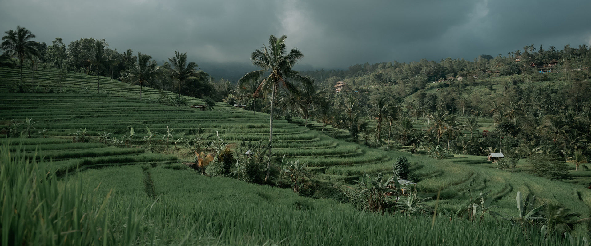 Jatiluwih Rice Fields Tour - Local Farmer Experience in Bali