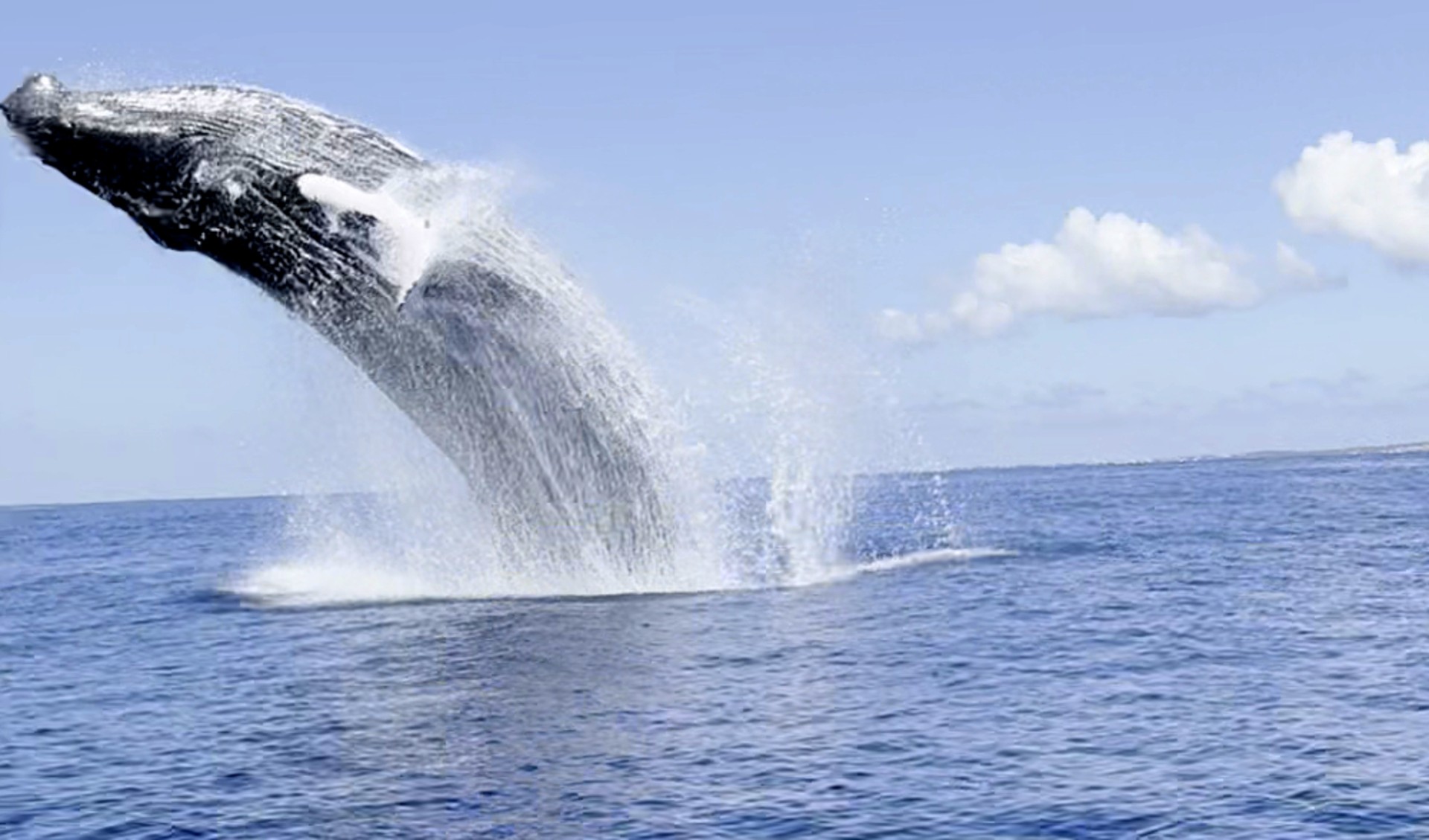 St Martin Private Whales Watching Charter