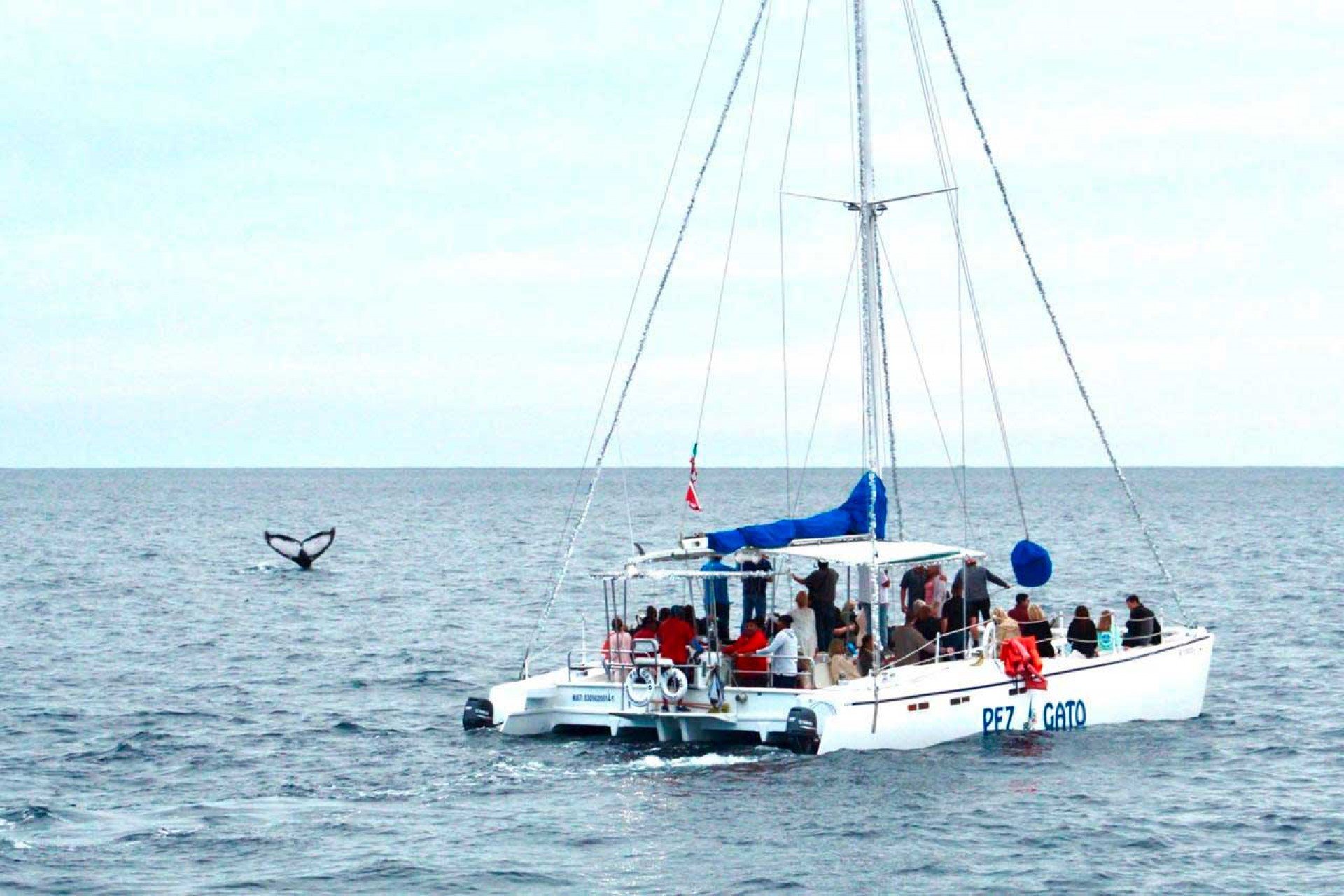Whale Watching - Shared