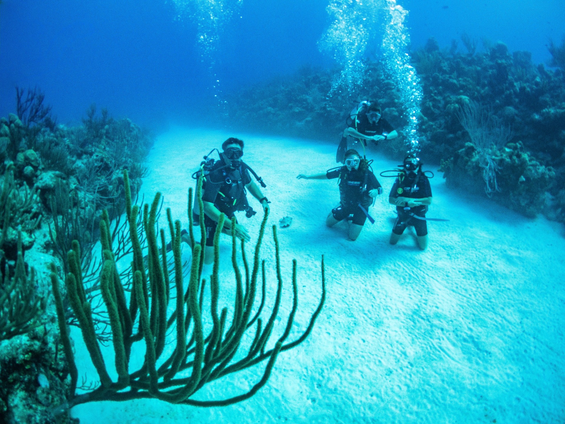 Turks & Caicos Snorkel Eco-Tour - Edge of the Banks Snorkel Eco-Adventure- Full Day