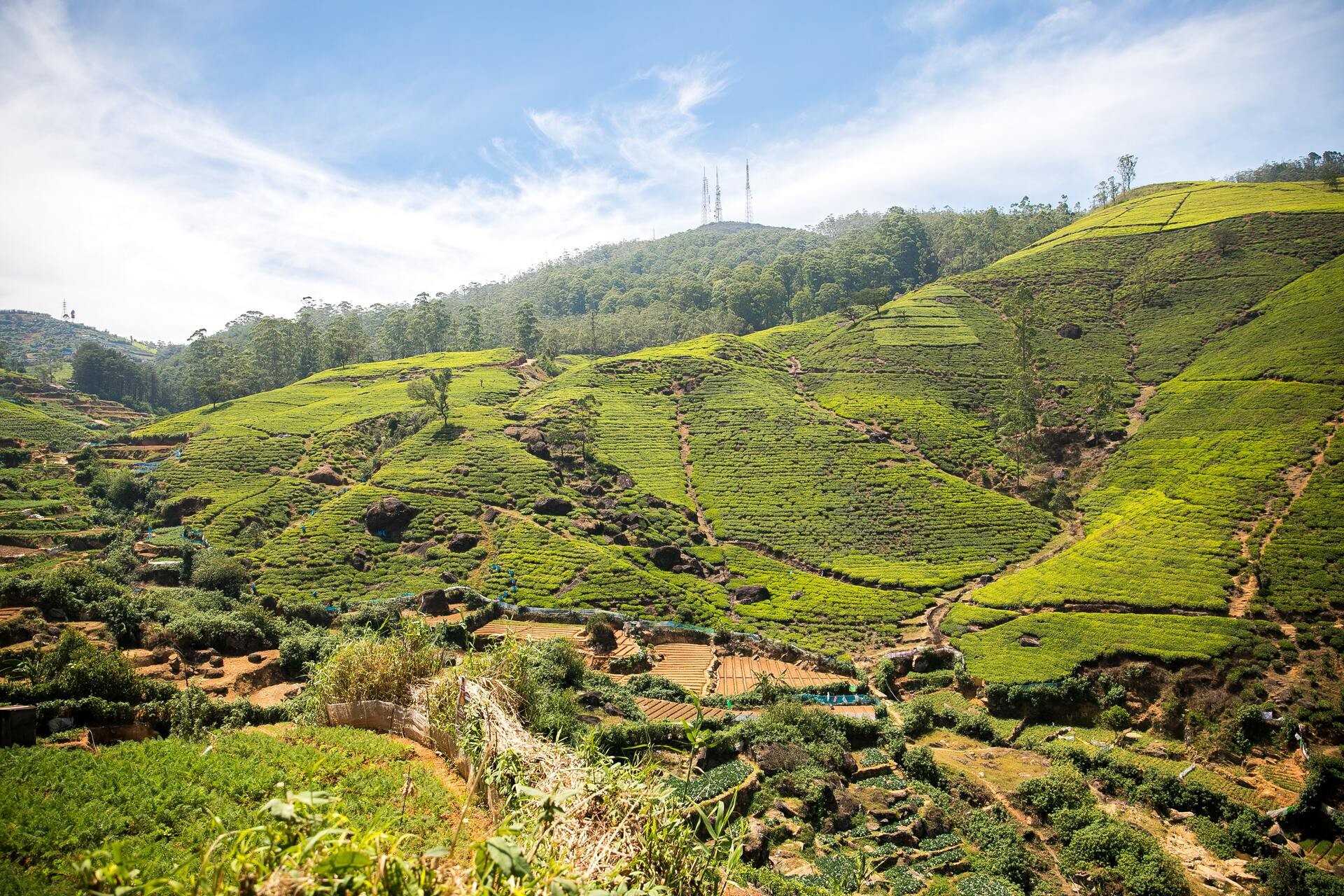 Sri Lanka Trek through Haputale's Tea Valleys & Lunch