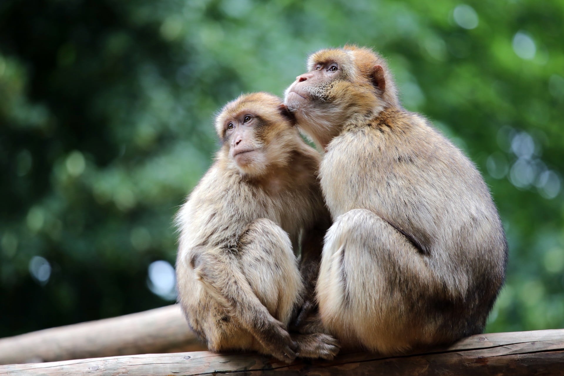 Bajan Surf & Turf Tour - Monkey Feeding, Island Tour and Barbadian Lunch