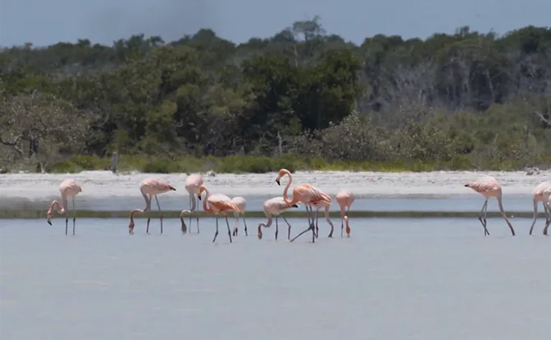 Rio Lagartos and Las Coloradas