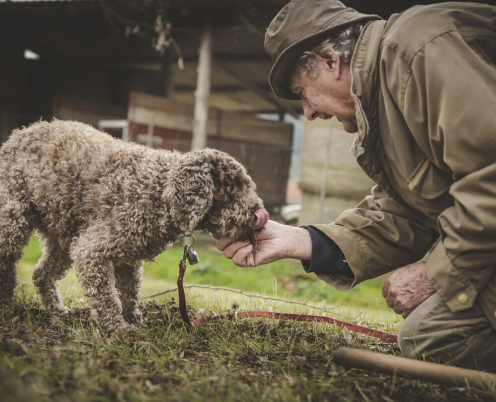 Truffle Hunt in Tuscany
