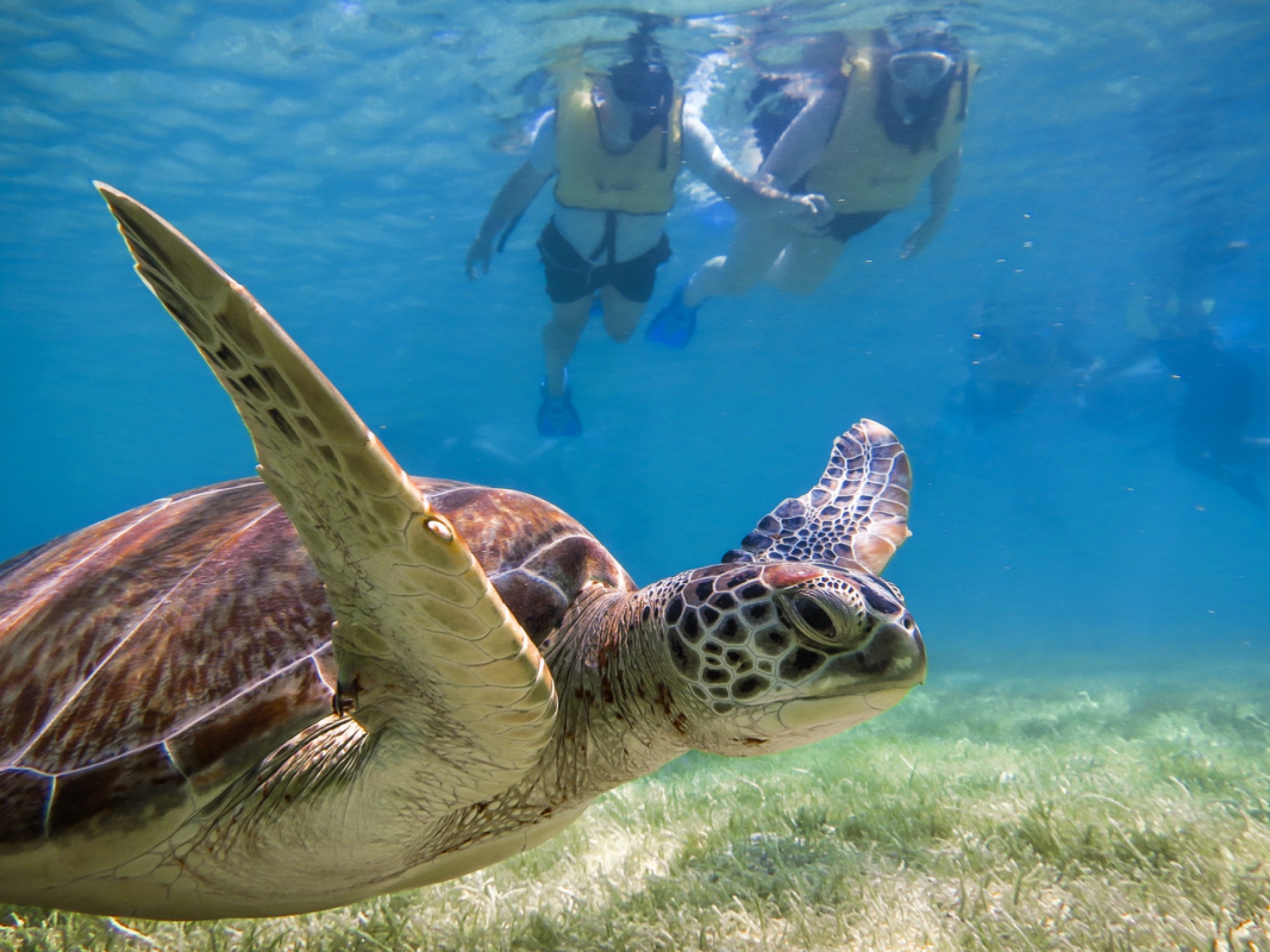 Snorkel Discovery Cenote & Turtles - Shared Tour