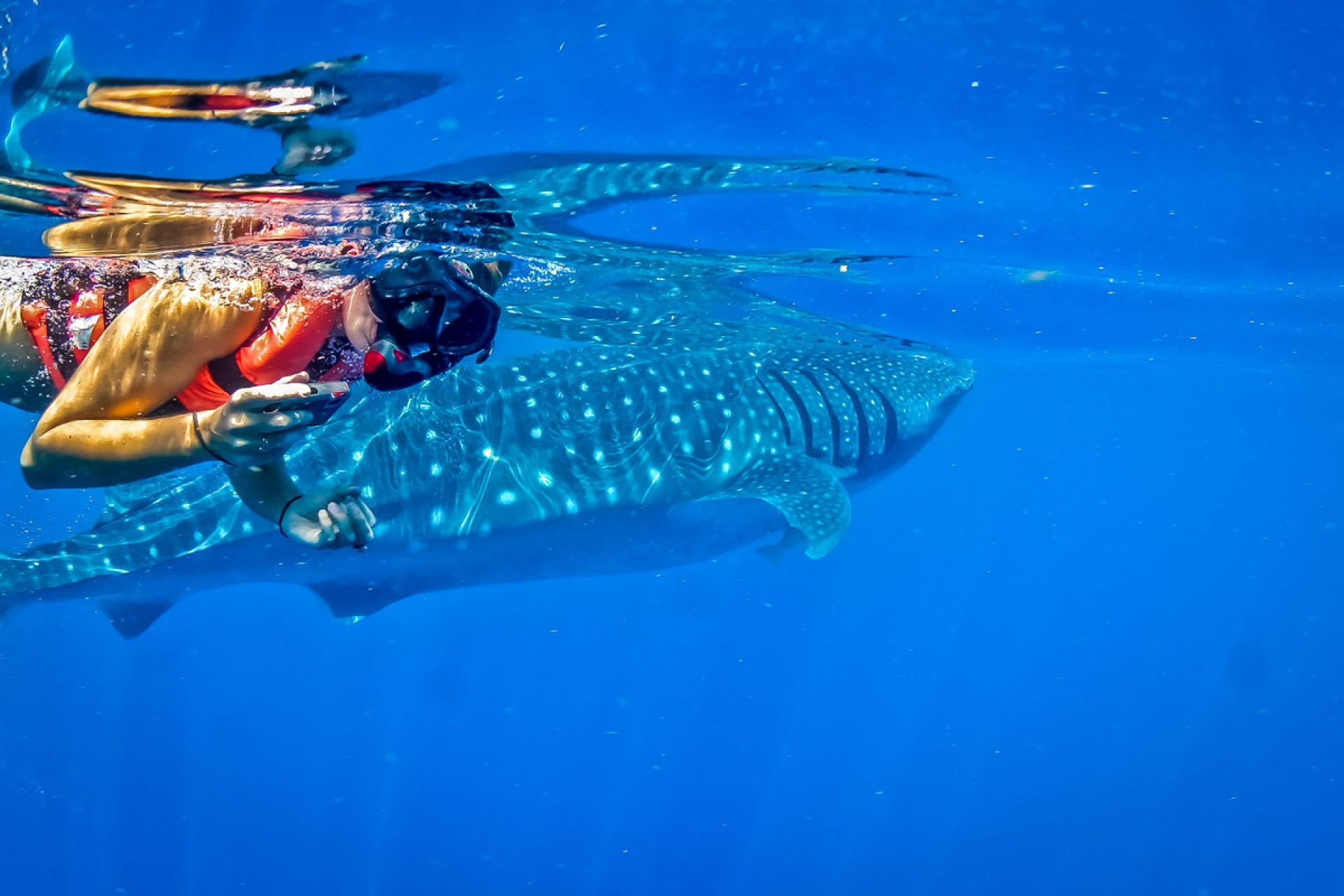 Mayan Riviera Whale Shark Discovery - Shared Tour